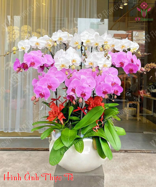 Lan Hồ Điệp Giá Rẻ