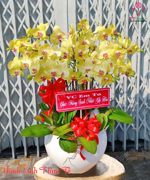 Lan Hồ Điệp tại Biên Hòa