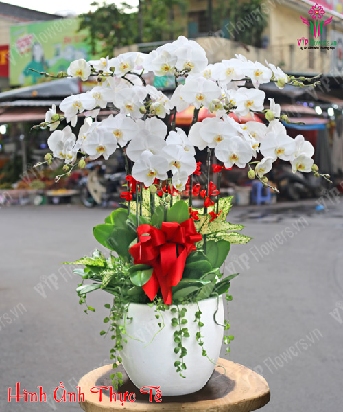 Shop Hoa Tươi Châu Đức - Tư Vấn Đặt Hoa Online 24/7 61 Lan Hồ Điệp tại Châu Đức