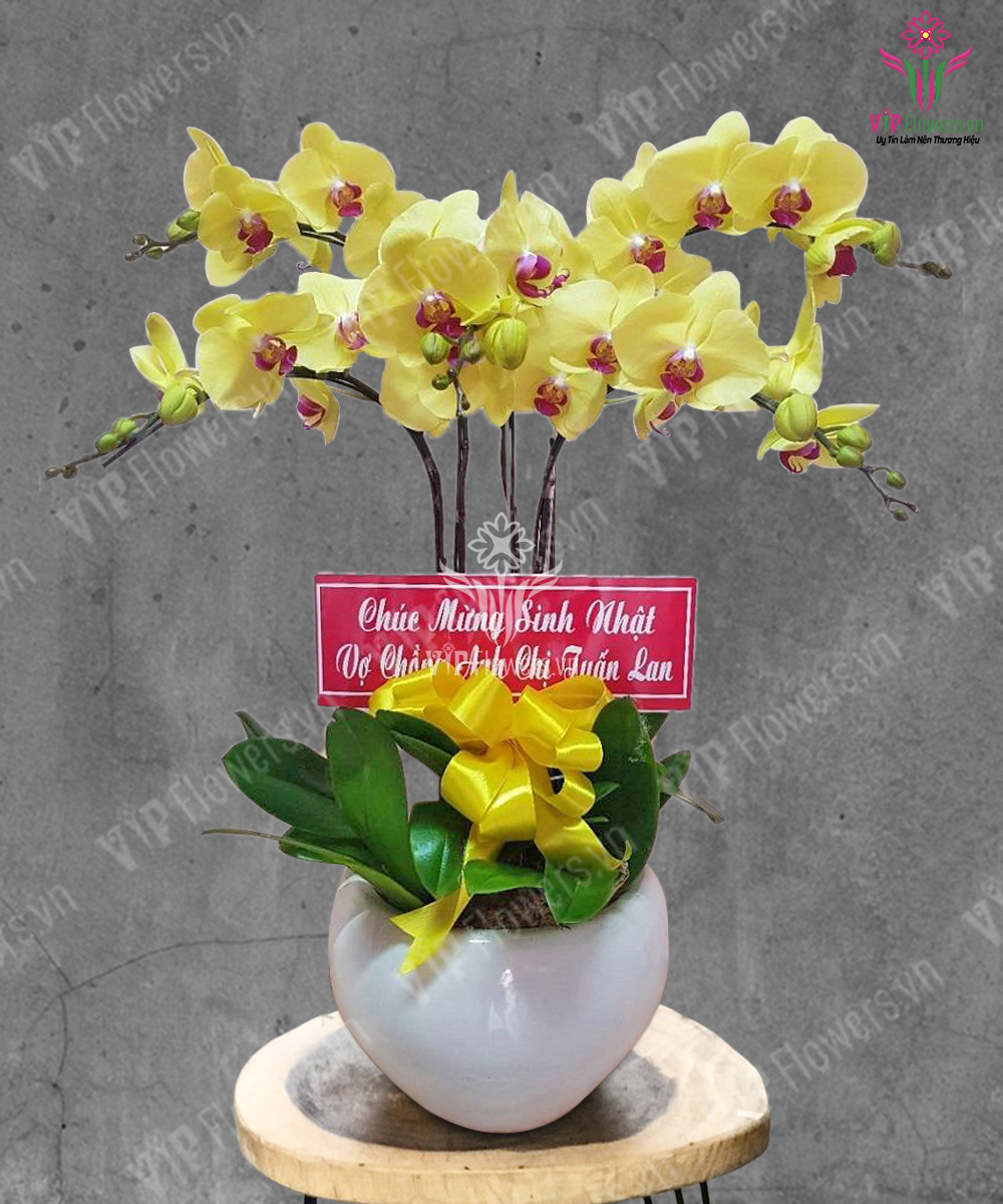 Khởi Đầu May Mắn