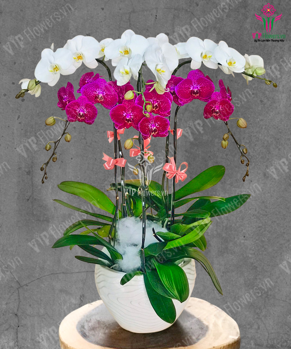 Nắng Sớm