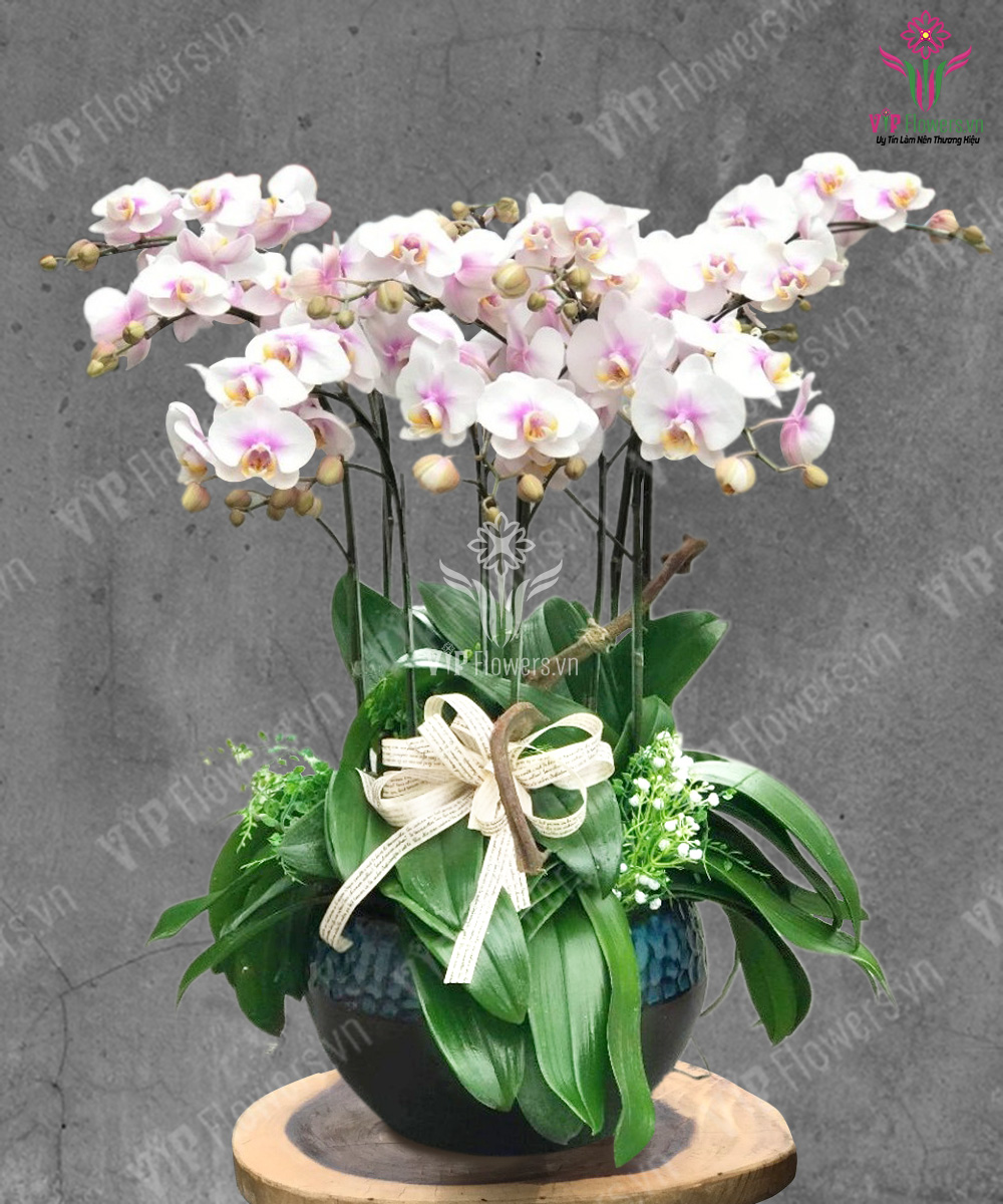 Phúc Lộc Ngày Xuân