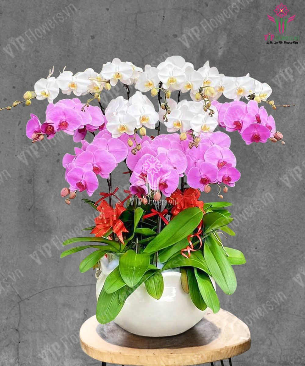 Rạng Rực Xuân Về