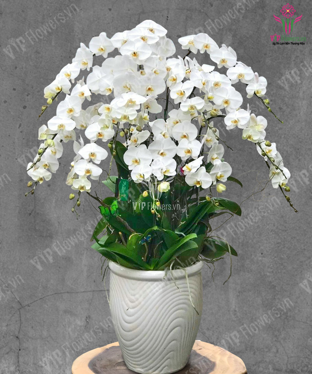 Vạn Phúc Vạn An