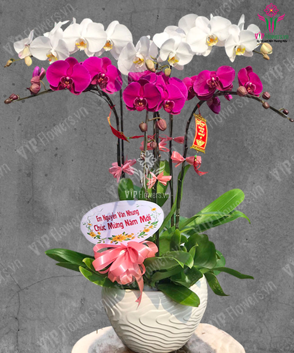 Xuân Mới