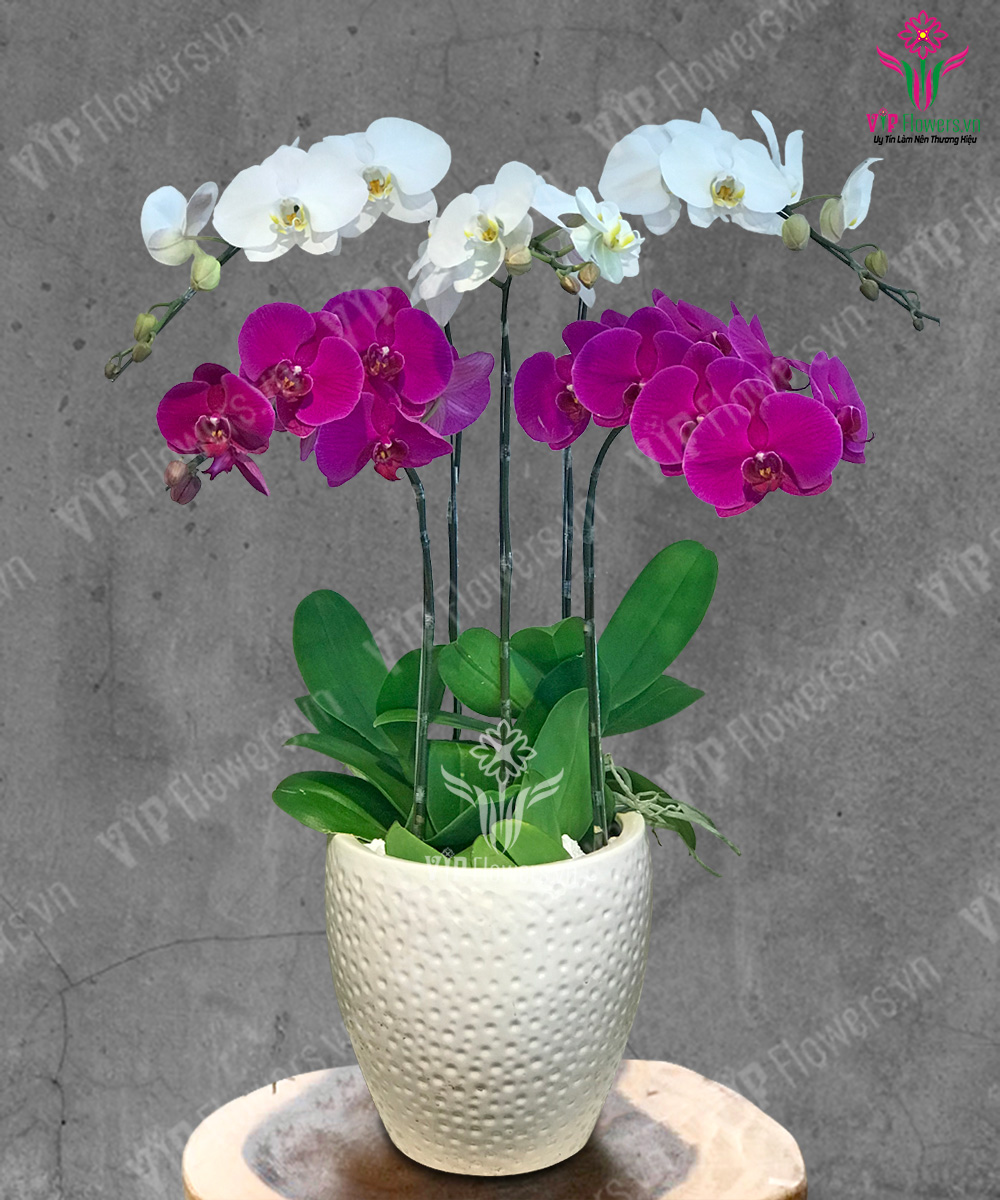 Hướng Đến Ngày Mai