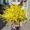 Hoa Mặt Trời G160