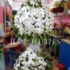 Nốt Trầm T331